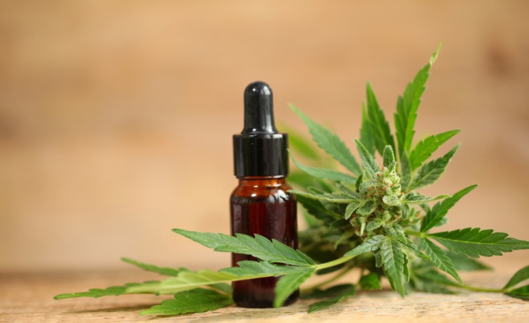 Produção de cannabis medicinal avança com novas resoluções da Anvisa