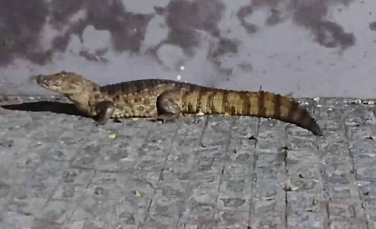 Jacaré-do-papo-amarelo é resgatado após assustar moradores em Fagundes (PB)