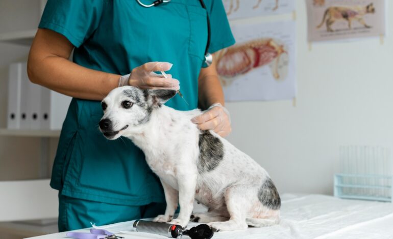Campanha oferta gratuitamente vacinação contra cinomose para cães