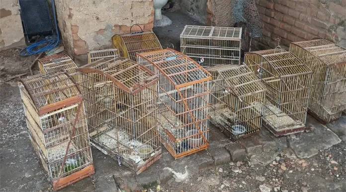 Operação do BPMA termina com apreensão de aves e prisão de suspeito em Malta
